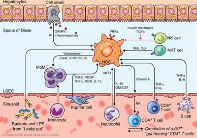 Hepatic Stellate Cell-Immune Interactions in NASH